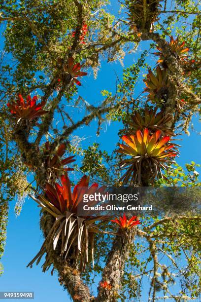 bromeliads (bromeliaceae) in tree, chachapoyas, luya province, andes, peru - epiphyte stock pictures, royalty-free photos & images