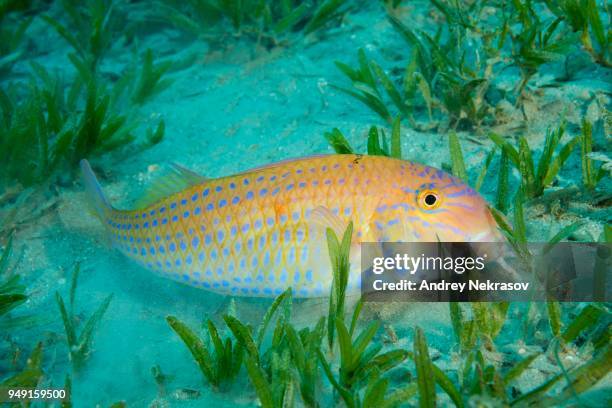 cinnabar goatfish (parupeneus heptacanthus) hiding in the sea grass, red sea, dahab, egypt - parupeneus stock pictures, royalty-free photos & images
