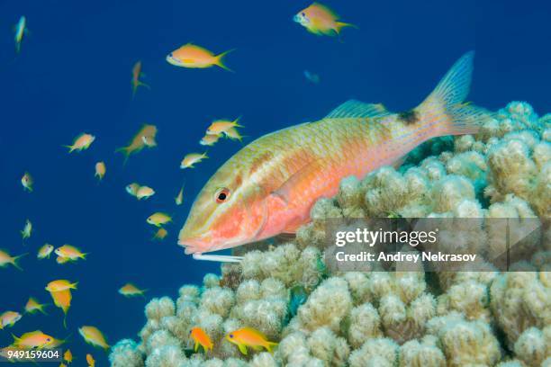 two spot goatfish (parupeneus rubescens) lies on the coral, red sea, dahab, egypt - parupeneus stock pictures, royalty-free photos & images