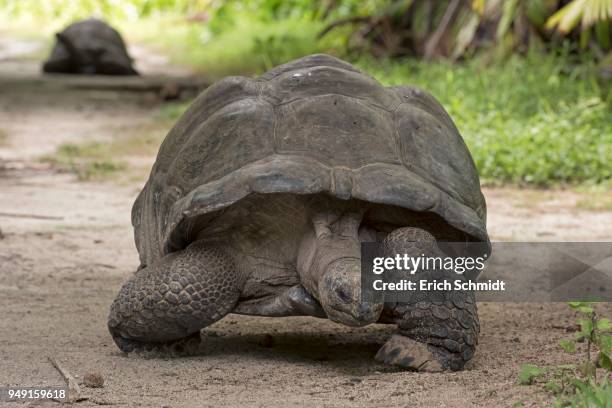 aldabra giant tortoisen (aldabrachelys gigantea) on bird island, seychelles, indian ocean - セイシェルリクガメ ストックフォトと画像