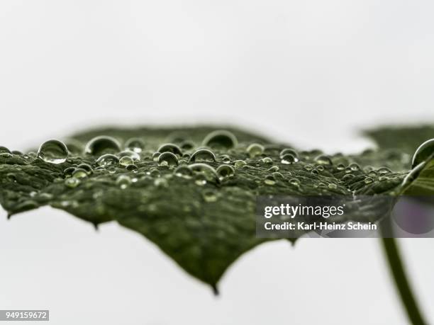 raindrops on a leaf, austria - black and white flower stock pictures, royalty-free photos & images