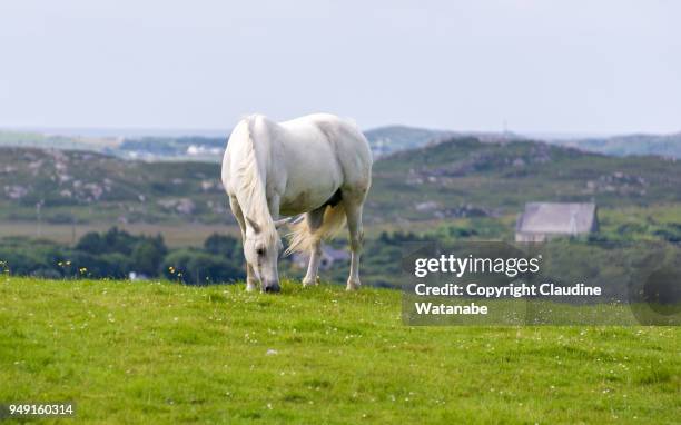 connemara pony - connemara stock-fotos und bilder