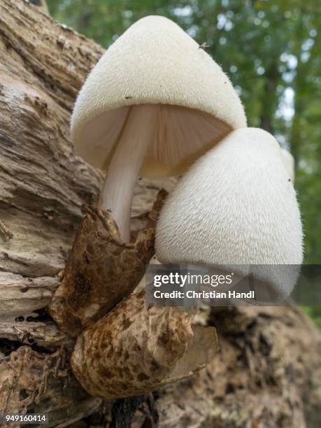 silky sheath (volvariella bombycina), on rotted tree trunk, lower austria, austria - agaricomycotina stock pictures, royalty-free photos & images