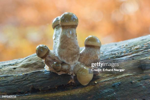 young porcelain fungi (oudemansiella mucida) on tree bark, emsland, lower saxony, germany - agaricomycotina stock pictures, royalty-free photos & images