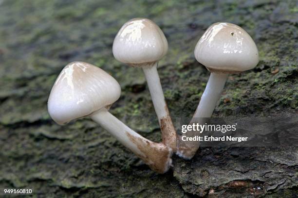 porcelain fungi (oudemansiella mucida) on tree bark, emsland, lower saxony, germany - agaricomycotina stock pictures, royalty-free photos & images