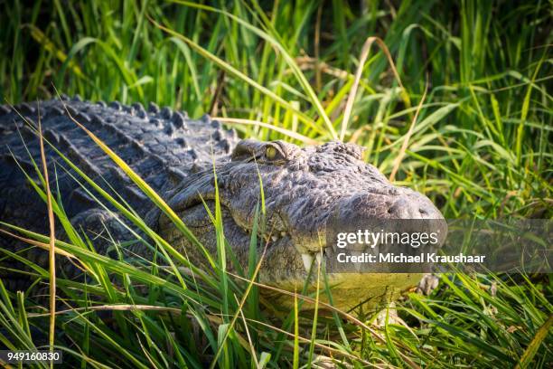 nile crocodile (crocodylus niloticus) in grass, okavango delta, botswana - kraushaar photos et images de collection