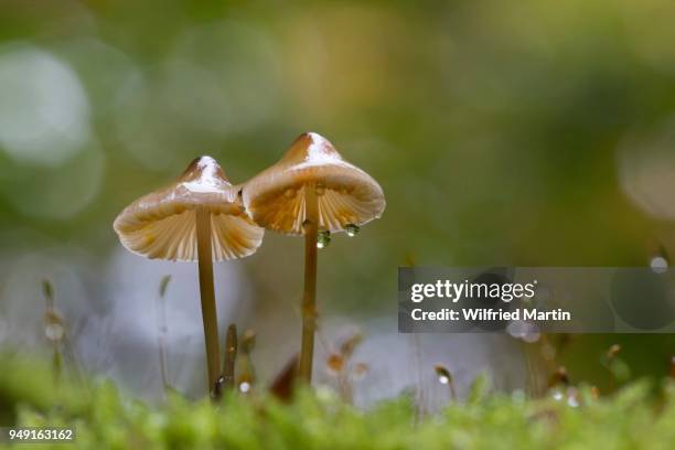 ivory bonnet mushroom with dew drops, mycena (mycena spec.), hesse, germany - agaricomycotina stock pictures, royalty-free photos & images
