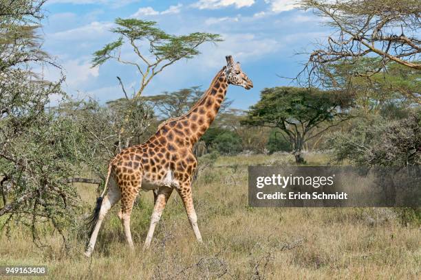 rothschilds giraffe (giraffa camelopardalis camelopardis) walking in bushland, lake nakuru national park, kenya - lake nakuru fotografías e imágenes de stock