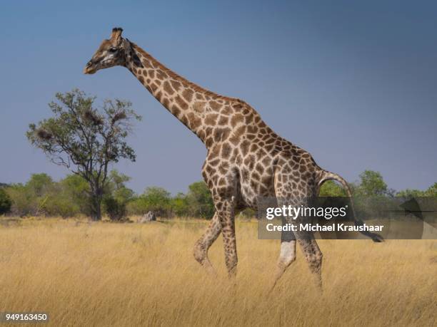 south african giraffe or cape giraffe (giraffa giraffa giraffa) in savannah, moremi national park, okavango delta, botswana - kraushaar photos et images de collection
