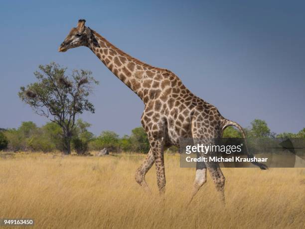 south african giraffe or cape giraffe (giraffa giraffa giraffa) in savannah, moremi national park, okavango delta, botswana - southern giraffe stock pictures, royalty-free photos & images
