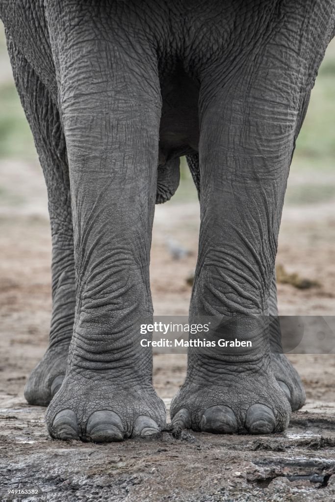 African elephant (Loxodonta africana), legs and feet from front, close-up, Marabou Pan, Chobe District, Botswana