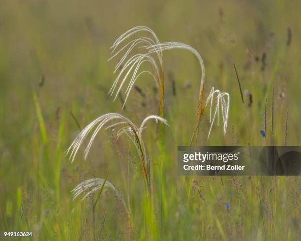 european feather grass or orphan maidenhair (stipa pennata), pannonian steppe, puszta, kiskunsag national park, hungary - stipa stock pictures, royalty-free photos & images