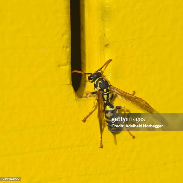 polistes dominula, french wasp (polistes dominula), tyrol, austria - polistes wasps stock pictures, royalty-free photos & images