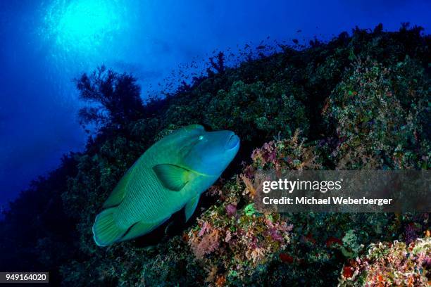 napoleon fish, humphead wrasse (cheilinus undulatus), coral reef, red sea, egypt - humphead wrasse stockfoto's en -beelden