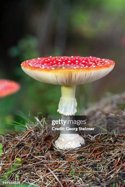 fly agaric (amanita muscaria) on forest soil, toxic, syddanmark, denmark - agaricomycotina stock pictures, royalty-free photos & images