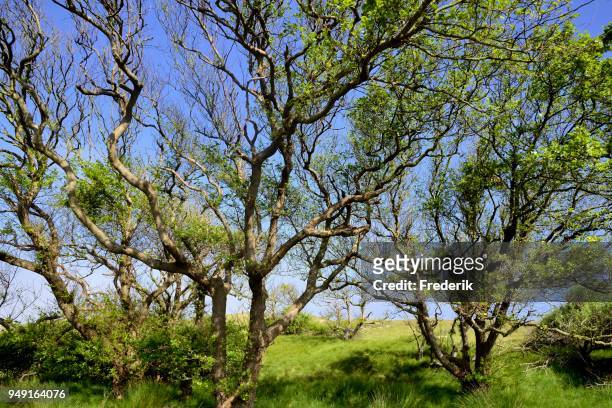 alder (alnus sp.) trees against blue sky, norderney, east frisian islands, lower saxony, germany - alder tree stock pictures, royalty-free photos & images