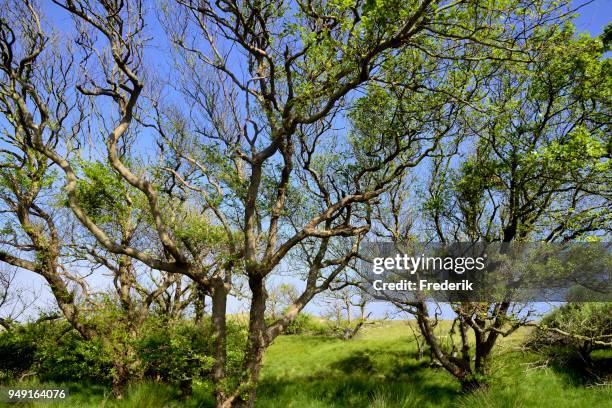 alder (alnus sp.) trees against blue sky, norderney, east frisian islands, lower saxony, germany - klibbal bildbanksfoton och bilder