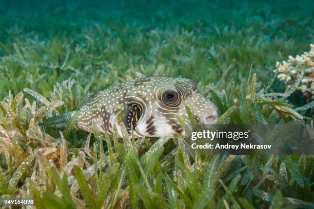 white-spotted puffer (arothron hispidus) lies on the sea grass, red sea, dahab, egypt - arothron puffer stock pictures, royalty-free photos & images