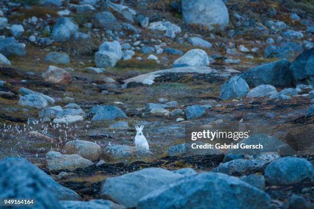 arctic hare (lepus arcticus) between large stones, greenland - arctic hare stock pictures, royalty-free photos & images