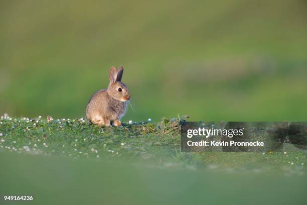 European Rabbit Photos and Premium High Res Pictures - Getty Images