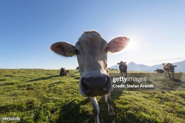 cow in the back light, herd on a mountain pasture on alpsigel, bruelisau, appenzell innerrhoden, switzerland - appenzell innerrhoden stock pictures, royalty-free photos & images