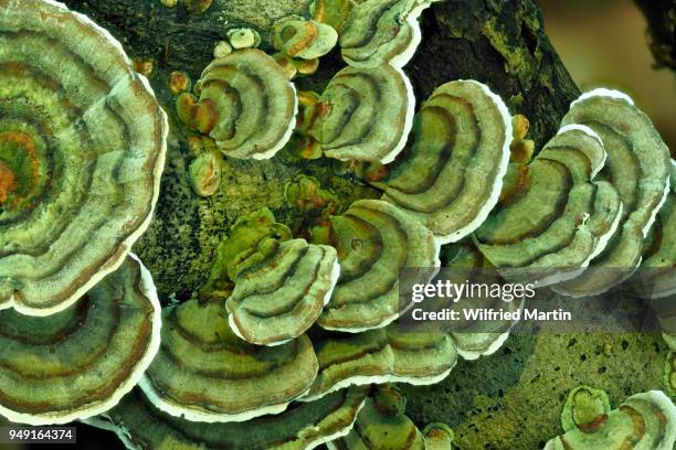 unji mushroom (trametes versicolor), north hesse, germany - agaricomycotina stock pictures, royalty-free photos & images