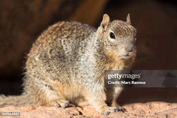 rock squirrel (otospermophilus variegatus), south rim, grand canyon national park, arizona, usa - arizona ground squirrel stock pictures, royalty-free photos & images