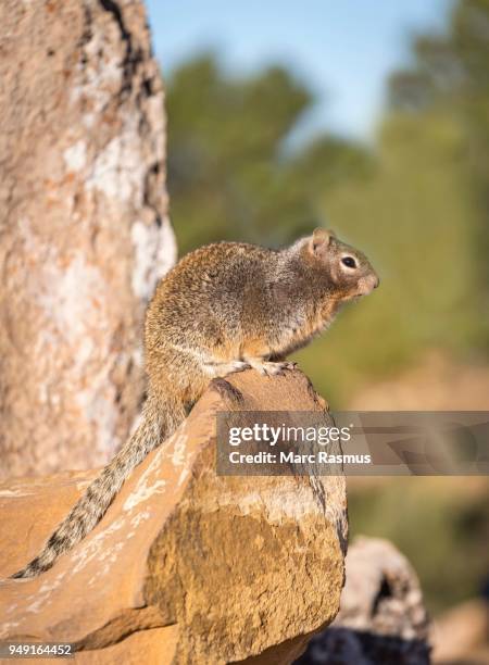 rock squirrel (otospermophilus variegatus), on rock, south rim, grand canyon national park, arizona, usa - arizona ground squirrel stock pictures, royalty-free photos & images