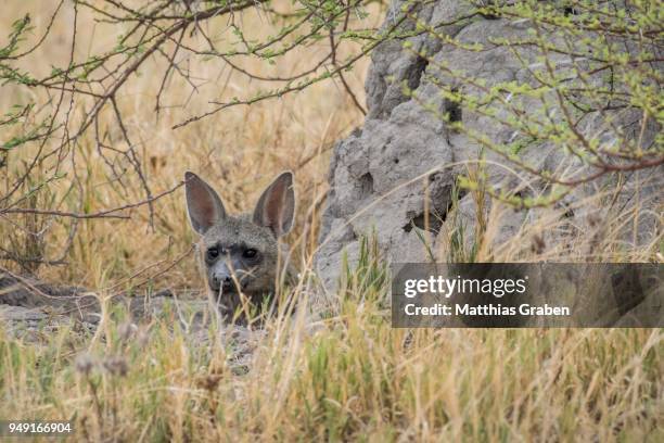 aardwolf (proteles cristatus) looks out from behind a rock, nxai pan national park, ngamiland district, botswana - ngamiland stock-fotos und bilder