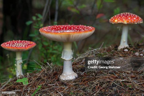 fly agarics group (amanita muscaria) on forest soil, toxic, syddanmark, denmark - agaricomycotina stock pictures, royalty-free photos & images