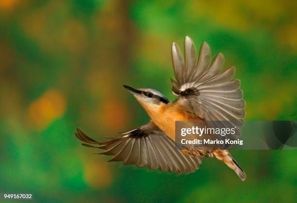 eurasian nuthatch (sitta europaea) in flight, hesse, germany - sitta stock-fotos und bilder