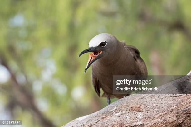 brown noddy or sea-swallow (anous stolidus) with open beak and tongue, bird island, seychelles, indian ocean - noddy tern bird stock pictures, royalty-free photos & images
