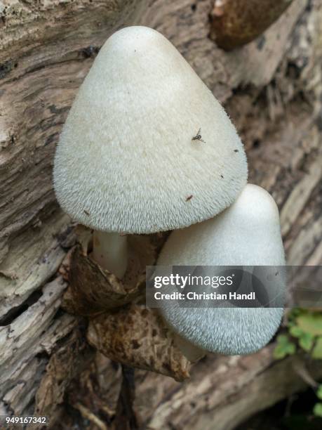 silky sheath (volvariella bombycina), on rotted tree trunk, lower austria, austria - agaricomycotina stock pictures, royalty-free photos & images