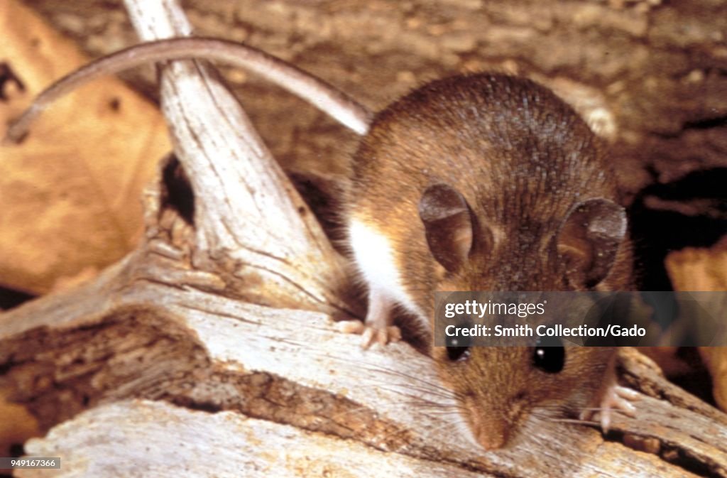 Deer Mouse