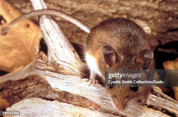 Deer mouse , a possible transmitter of the Hantavirus, 1990. Image courtesy Centers for Disease Control .