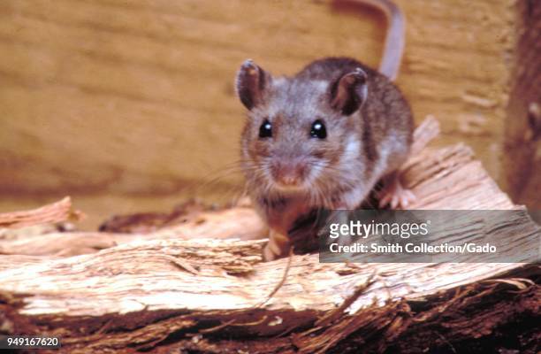 Deer mouse , a possible transmitter of the Hantavirus, 1990. Image courtesy Centers for Disease Control .