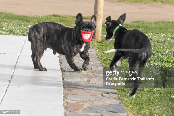 two dogs playing and having fun - animal lips stock-fotos und bilder