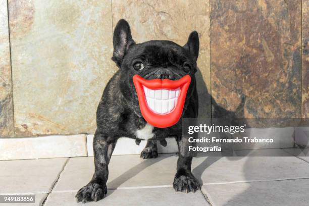 smiling dog - animal lips stock-fotos und bilder