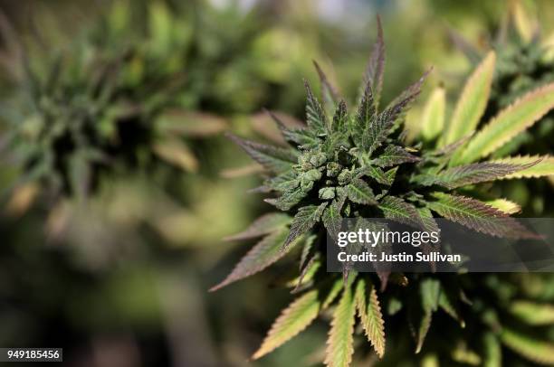 Marijuana plant is displayed during a 420 Day celebration on 'Hippie Hill' in Golden Gate Park on April 20, 2018 in San Francisco, California. In the...