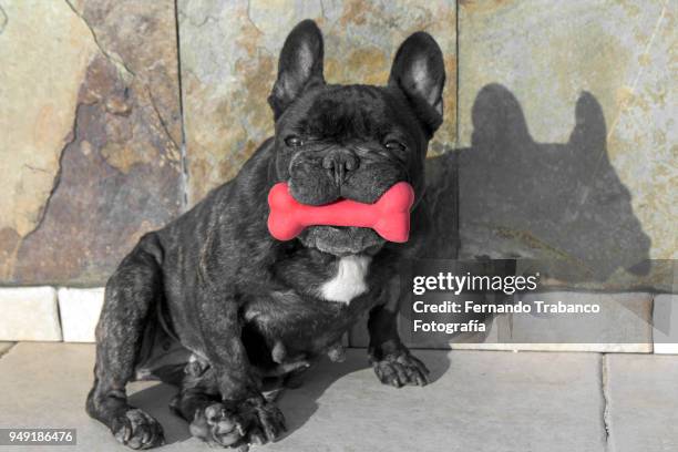 dog with a bone - dog bone biscuit stock pictures, royalty-free photos & images