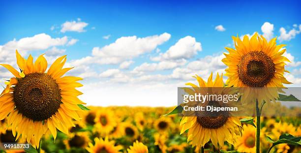 schöne sonnenblumen - sonnenblume stock-fotos und bilder