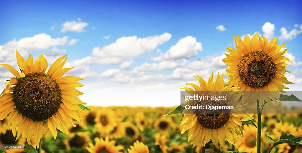 美しい Sunflowers