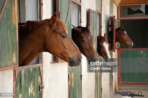 horse stall with horses poking heads out - horse barn stock pictures, royalty-free photos & images