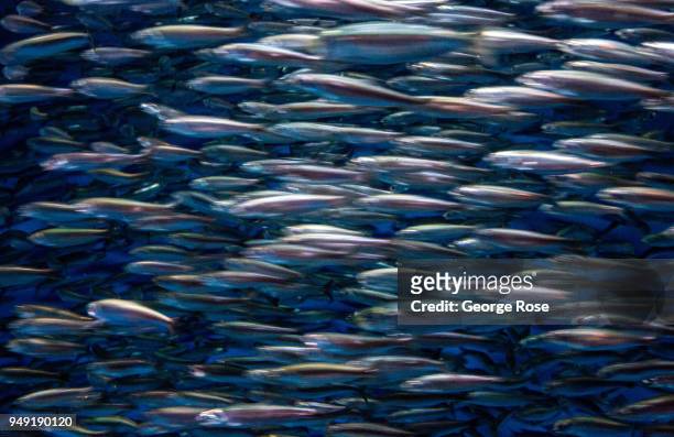School of anchovies at Monterey Bay Aquarium, located at Cannery Row two hours south of San Francisco, as they moved quickly through a tank in "The...