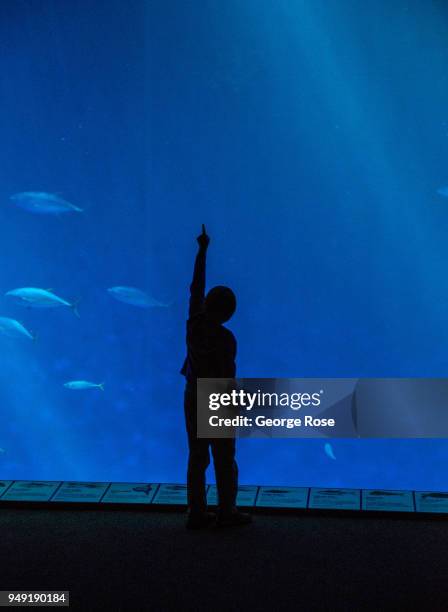 Visitors to the Monterey Bay Aquarium, located at Cannery Row two hours south of San Francisco, pass through "The Open Sea" tank on April 10 in...