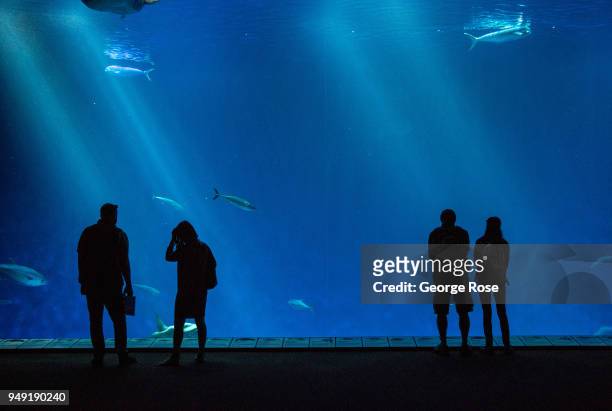 Visitors to the Monterey Bay Aquarium, located at Cannery Row two hours south of San Francisco, pass through "The Open Sea" tank on April 10 in...