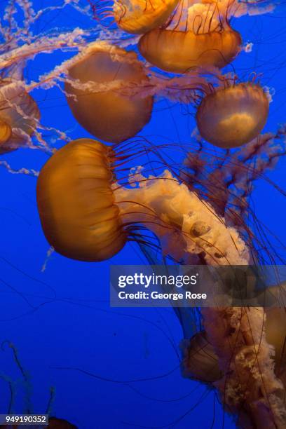 Group of jellyfish at Monterey Bay Aquarium, located at Cannery Row two hours south of San Francisco, swim through a tank in jellies section of "The...