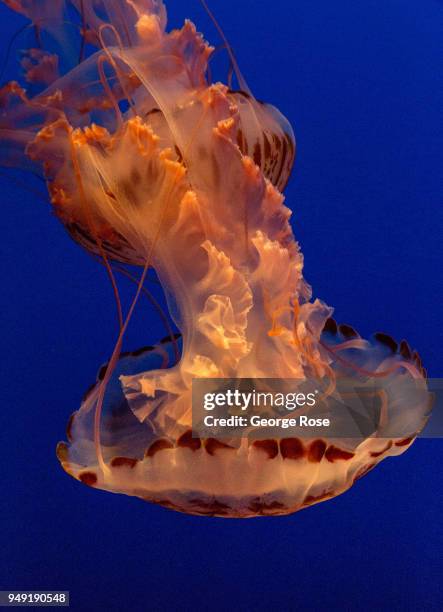 Large jellyfish at Monterey Bay Aquarium, located at Cannery Row two hours south of San Francisco, swims through a tank in jellies section of "The...