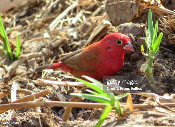 Fire Finch Fire Finch Photos and Premium High Res Pictures - Getty Images