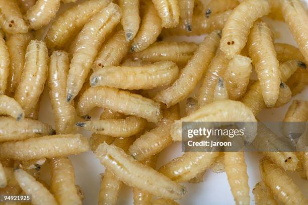 «peixe jantar " - larva imagens e fotografias de stock